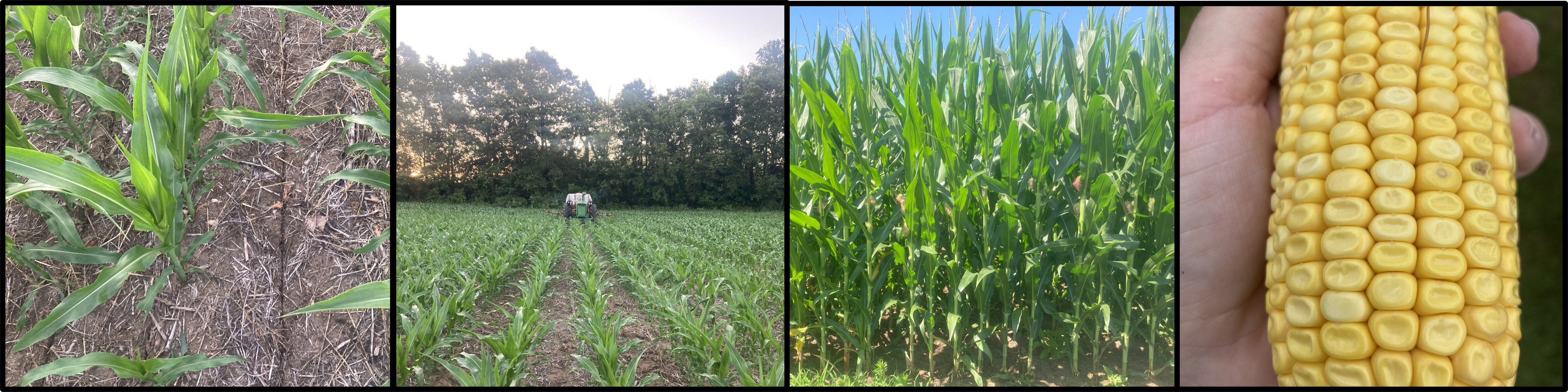 Different examples of field corn.